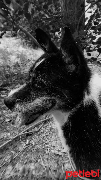 Jack Russell Terrier, Köpek  Zeytin fotoğrafı