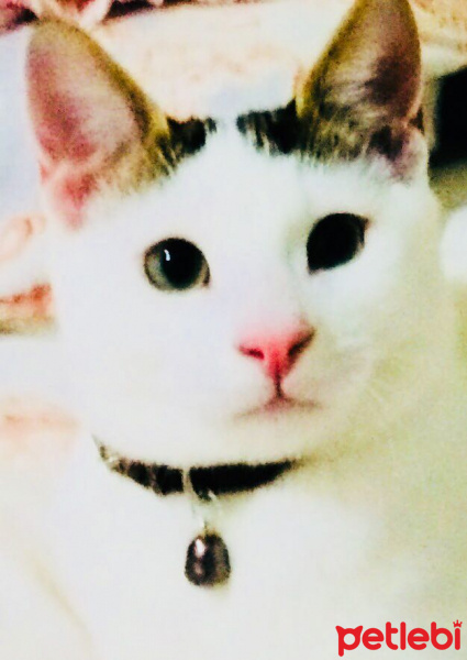 Tekir Kedi, Kedi  Nu Nu fotoğrafı