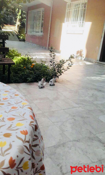 Tekir Kedi, Kedi  Nu Nu fotoğrafı