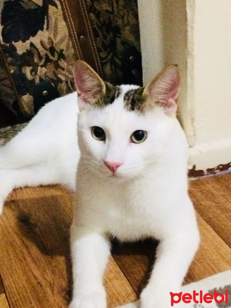 Tekir Kedi, Kedi  Nu Nu fotoğrafı