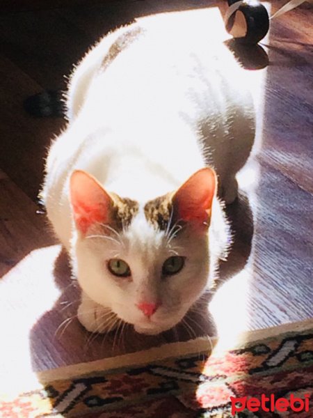 Tekir Kedi, Kedi  Nu Nu fotoğrafı
