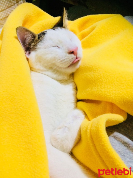 Tekir Kedi, Kedi  Nu Nu fotoğrafı