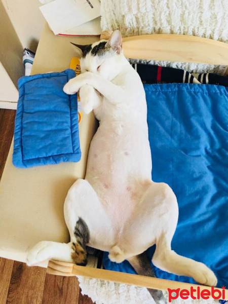 Tekir Kedi, Kedi  Nu Nu fotoğrafı