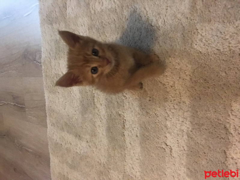 Tekir Kedi, Kedi  Leo fotoğrafı