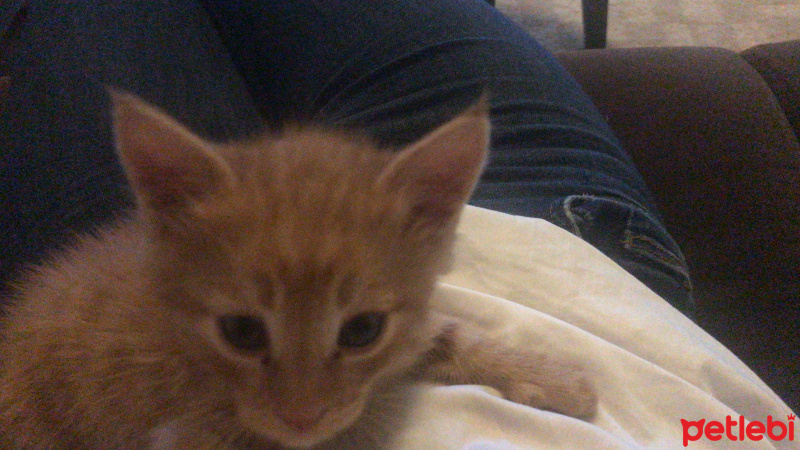 Tekir Kedi, Kedi  Leo fotoğrafı