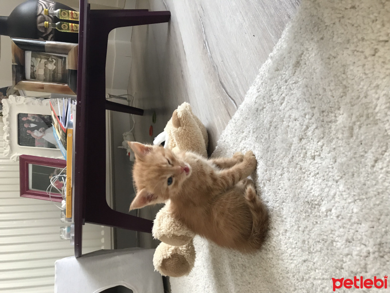 Tekir Kedi, Kedi  Leo fotoğrafı
