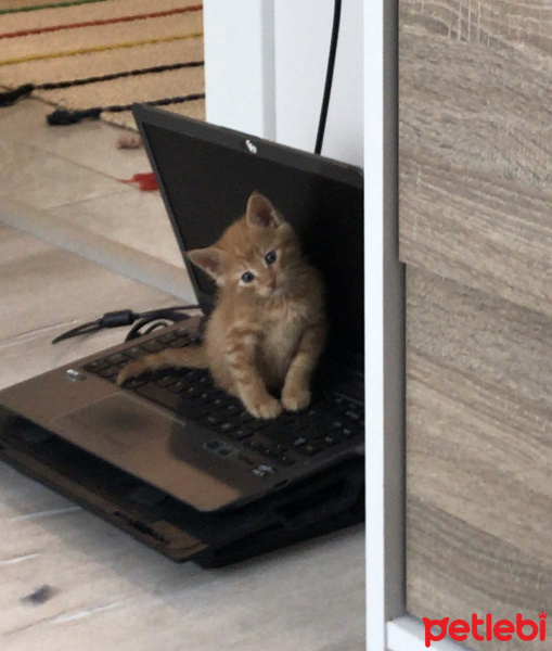 Tekir Kedi, Kedi  Leo fotoğrafı