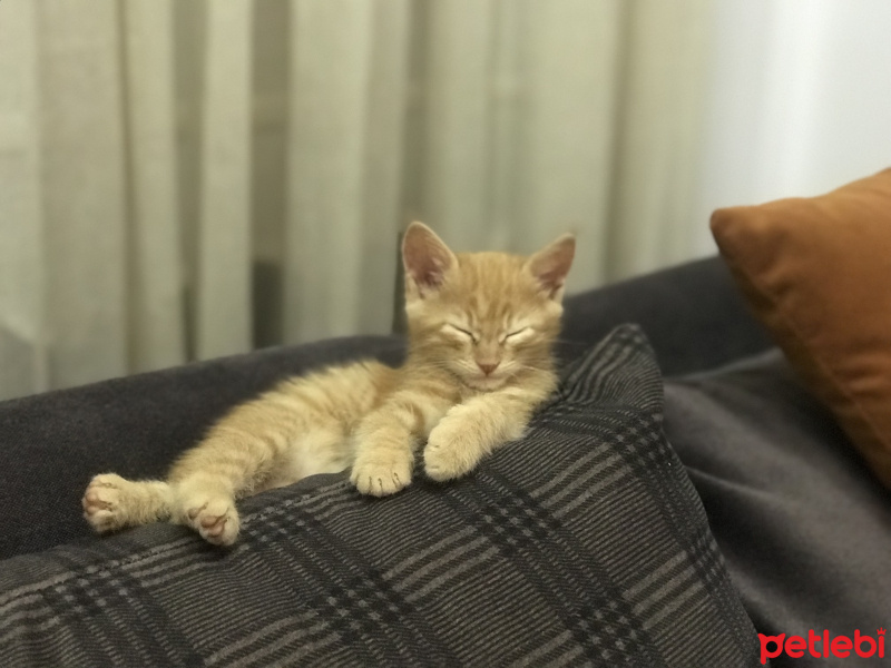 Tekir Kedi, Kedi  Leo fotoğrafı