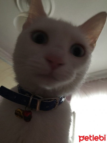 Ankara Kedisi, Kedi  Pamuk fotoğrafı