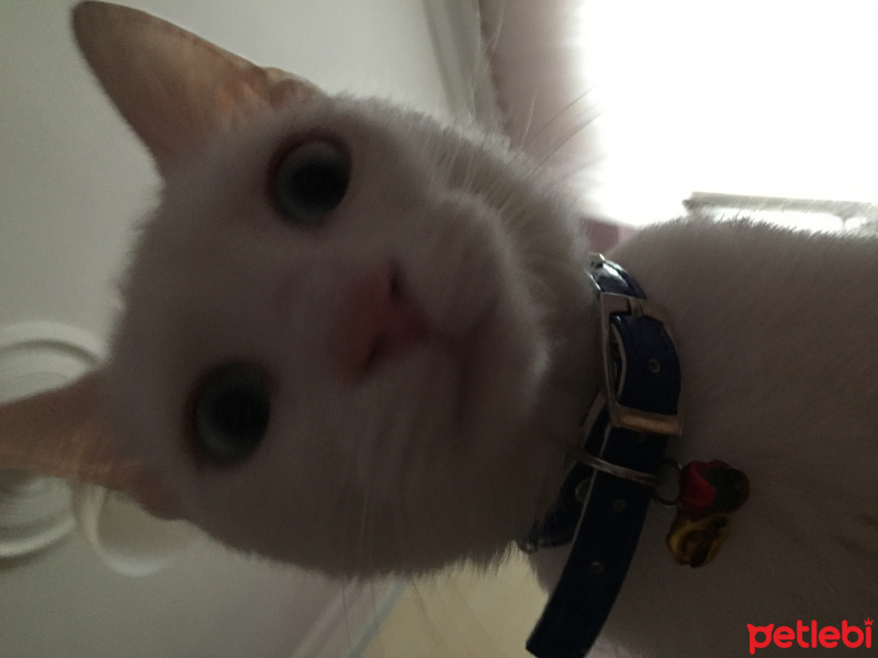 Ankara Kedisi, Kedi  Pamuk fotoğrafı