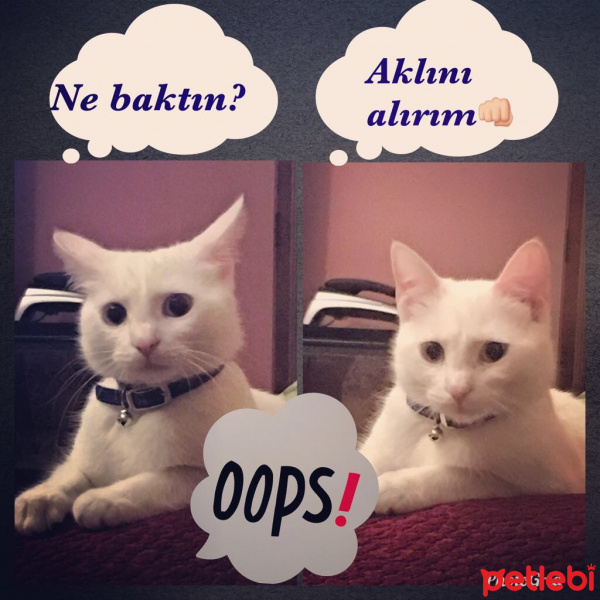 Ankara Kedisi, Kedi  Pamuk fotoğrafı