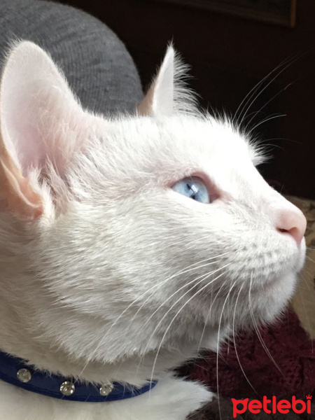 Ankara Kedisi, Kedi  Pamuk fotoğrafı