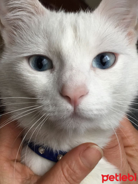 Ankara Kedisi, Kedi  Pamuk fotoğrafı