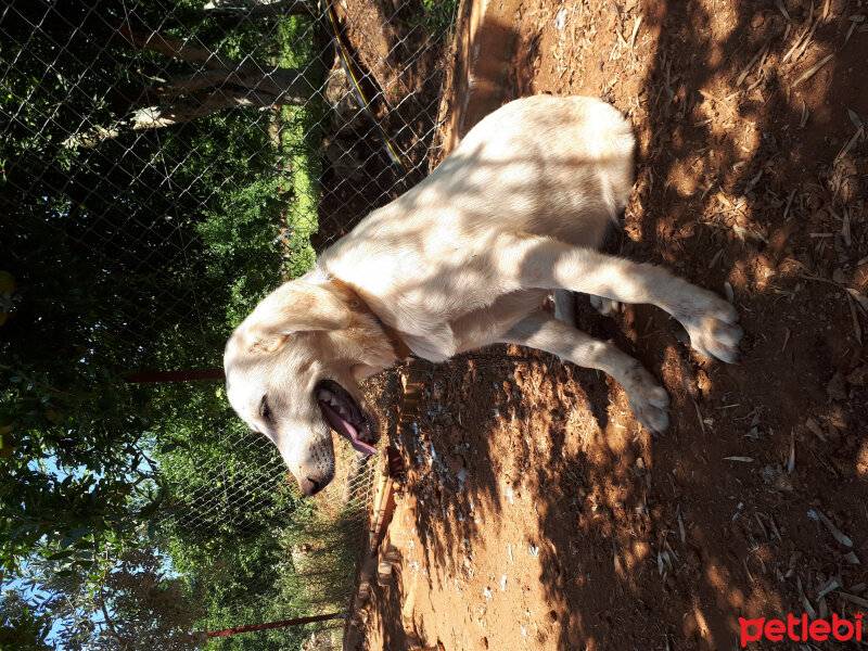 Akbaş, Köpek  Jerry fotoğrafı