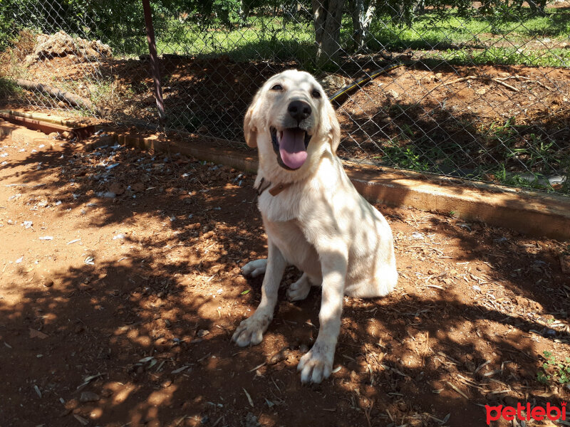 Akbaş, Köpek  Jerry fotoğrafı