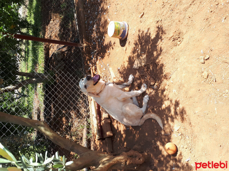 Akbaş, Köpek  Jerry fotoğrafı