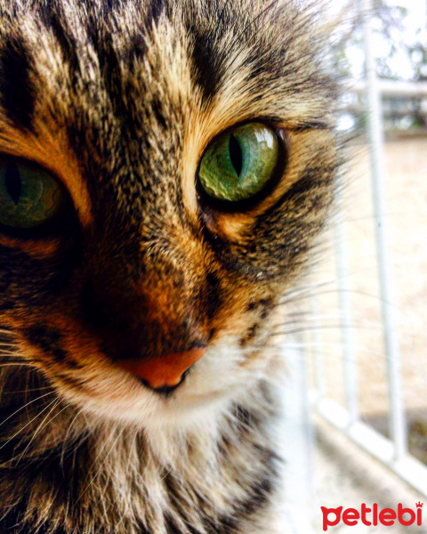Tekir Kedi, Kedi  Beyrut fotoğrafı
