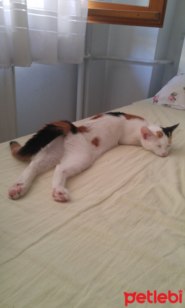 Tekir Kedi, Kedi  Minik fotoğrafı