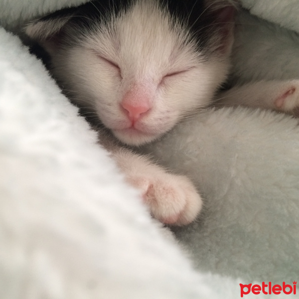 Soke, Kedi  Pamuk fotoğrafı
