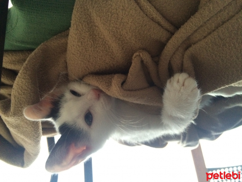 Soke, Kedi  Pamuk fotoğrafı