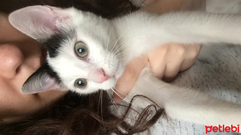 Soke, Kedi  Pamuk fotoğrafı