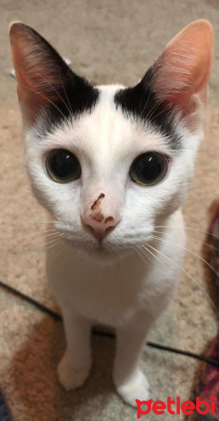 Soke, Kedi  Pamuk fotoğrafı