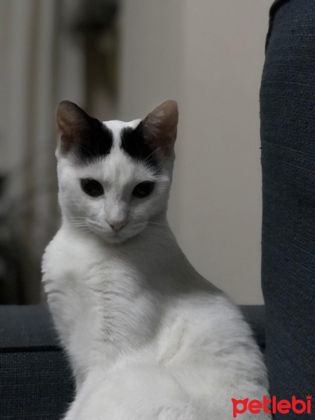 Soke, Kedi  Pamuk fotoğrafı