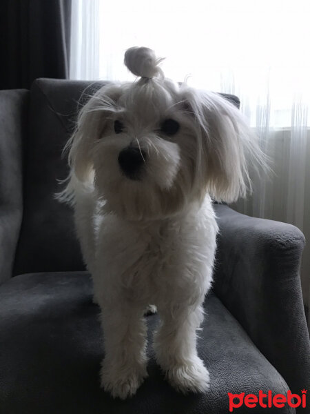 Maltese, Köpek  Mati fotoğrafı