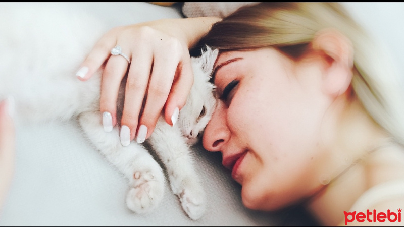 British Shorthair, Kedi  Paşa fotoğrafı