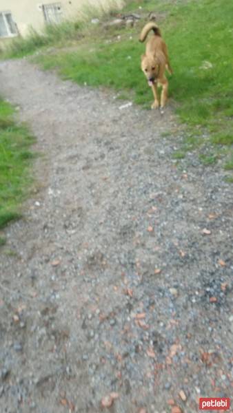 Kangal, Köpek  reis fotoğrafı