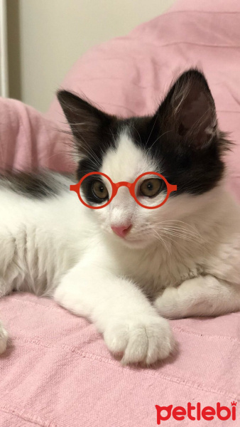 Tekir Kedi, Kedi  paşa fotoğrafı