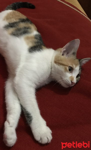 Tekir Kedi, Kedi  Kızım fotoğrafı