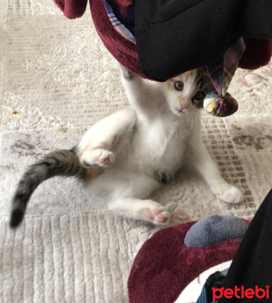 Tekir Kedi, Kedi  Kızım fotoğrafı