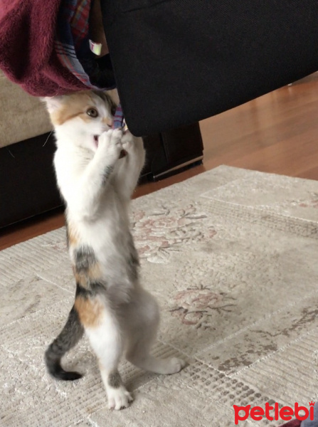 Tekir Kedi, Kedi  Kızım fotoğrafı