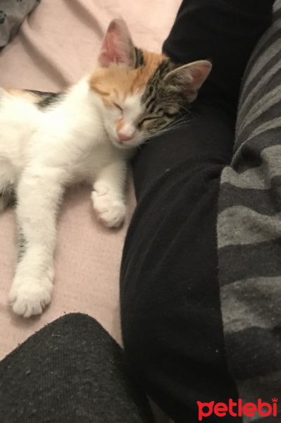 Tekir Kedi, Kedi  Kızım fotoğrafı