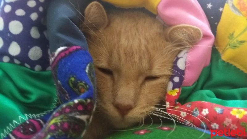 Tekir Kedi, Kedi  Haşmet fotoğrafı