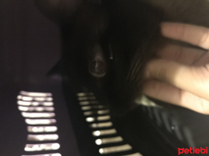 Siyam Kedisi, Kedi  Çakır fotoğrafı