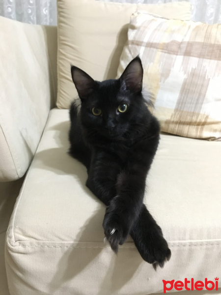 Bombay, Kedi  Gece fotoğrafı