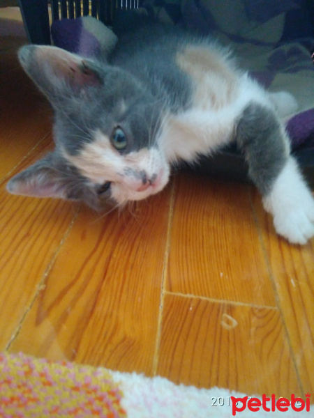 Tekir Kedi, Kedi  Patî fotoğrafı