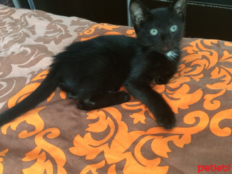Tekir Kedi, Kedi  Tedi fotoğrafı