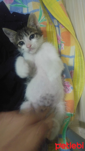 Tekir Kedi, Kedi  Adı yok fotoğrafı