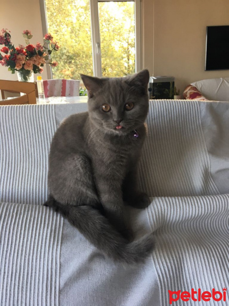 British Shorthair, Kedi  Şila fotoğrafı