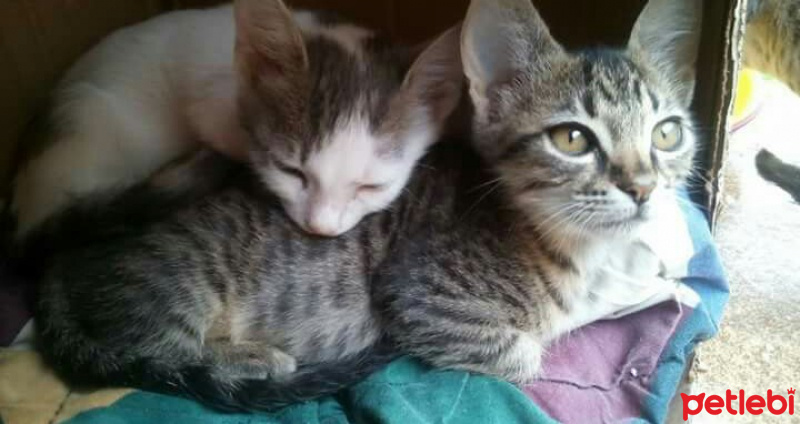 Tekir Kedi, Kedi  Gri fotoğrafı