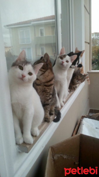 Tekir Kedi, Kedi  Gri fotoğrafı