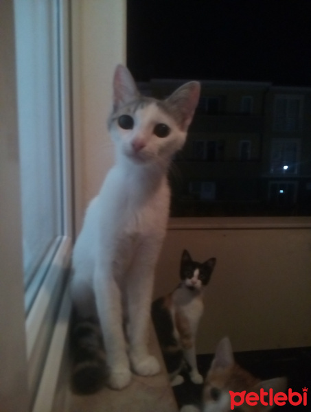 Tekir Kedi, Kedi  Gri fotoğrafı