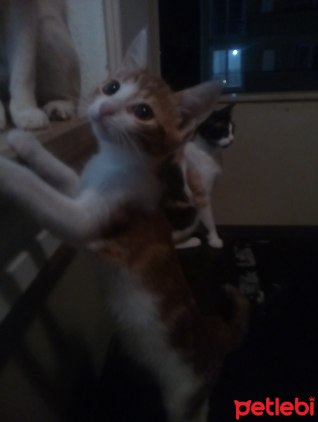Tekir Kedi, Kedi  Gri fotoğrafı