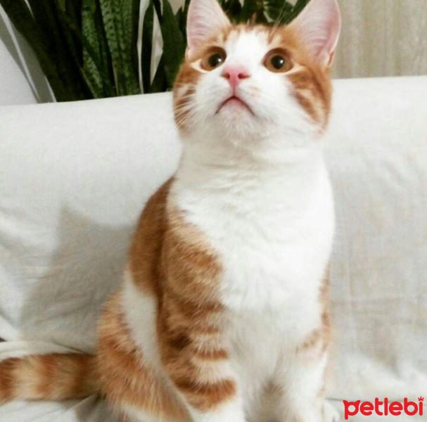 Tekir Kedi, Kedi  Gri fotoğrafı
