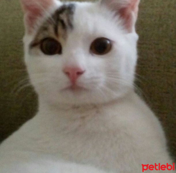 Tekir Kedi, Kedi  Gri fotoğrafı