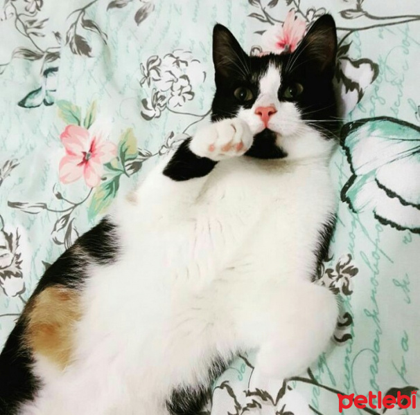 Tekir Kedi, Kedi  Gri fotoğrafı