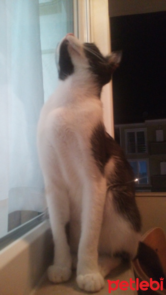 Tekir Kedi, Kedi  Gri fotoğrafı